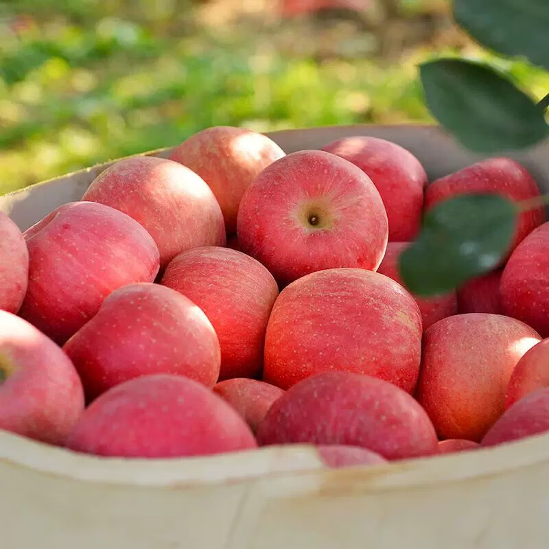 Dongdong Farm exclusively supplies Shandong Yantai Red Fuji apples, crispy, sweet and juicy Qixia ugly apples 80mm + 9kg in box