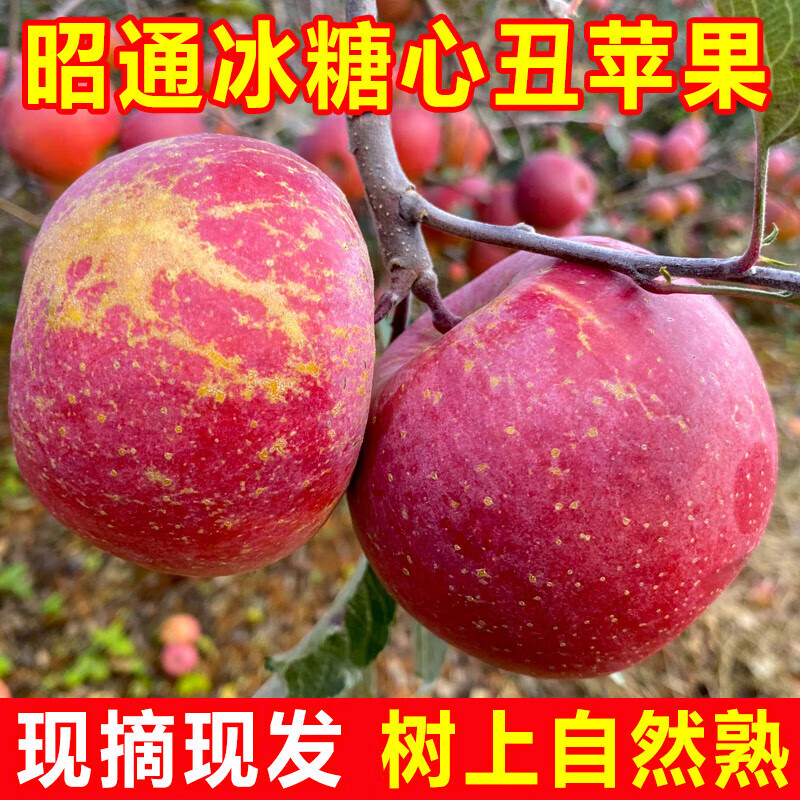 Yunnan Zhaotong rock candy heart ugly apple fruit fresh seasonal whole box Fuji red dew apple crispy sweet Mid-Autumn Festival selected fruit single fruit 50-60mm 2 catties trial pack