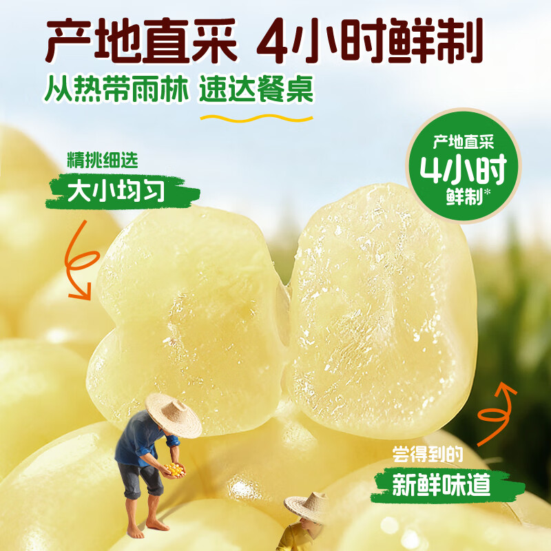 Grandpa's Farm Children's Thumb Corn 400g (6-8 pieces) Baby and Children's Breakfast Snacks Multigrain Thumb White Waxy Corn