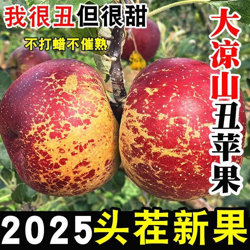 Yujian Orange Authentic Daliangshan Yanyuan Chou Apple Seasonal Fresh Fruit 2025 Fresh Fruit Net Weight 2.5 Jin 8-12 Small and Medium Fruits