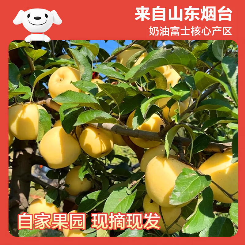 Beijing Fresh Shandong Cream Fuji Apple Net Weight 8 Jin Single Fruit 170g Fresh Fruit Direct Shipping from the Source