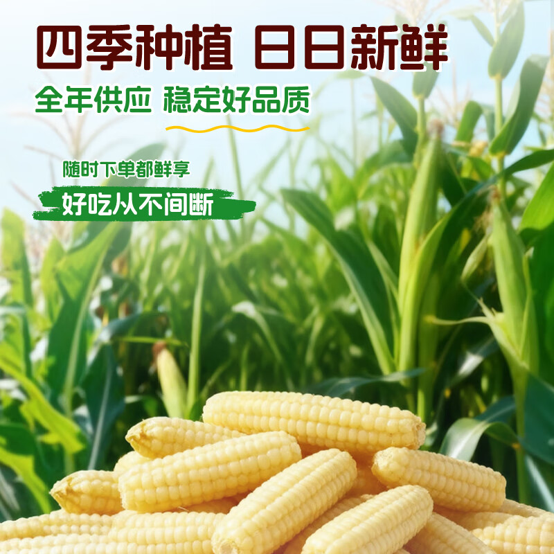 Grandpa's Farm Children's Thumb Corn 400g (6-8 pieces) Baby and Children's Breakfast Snacks Multigrain Thumb White Waxy Corn