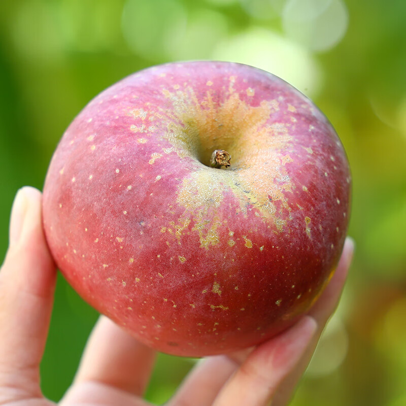 Jingxiansheng Shanxi Plateau Red Fuji Apples, net weight 4.5kg, single fruit 80-85mm, straight from the source