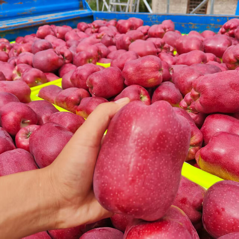 Jingmi Tianshui Huaniu Apple, a Gansu specialty, net weight 8 pounds, medium fruit, single fruit 210g + straight from the core origin