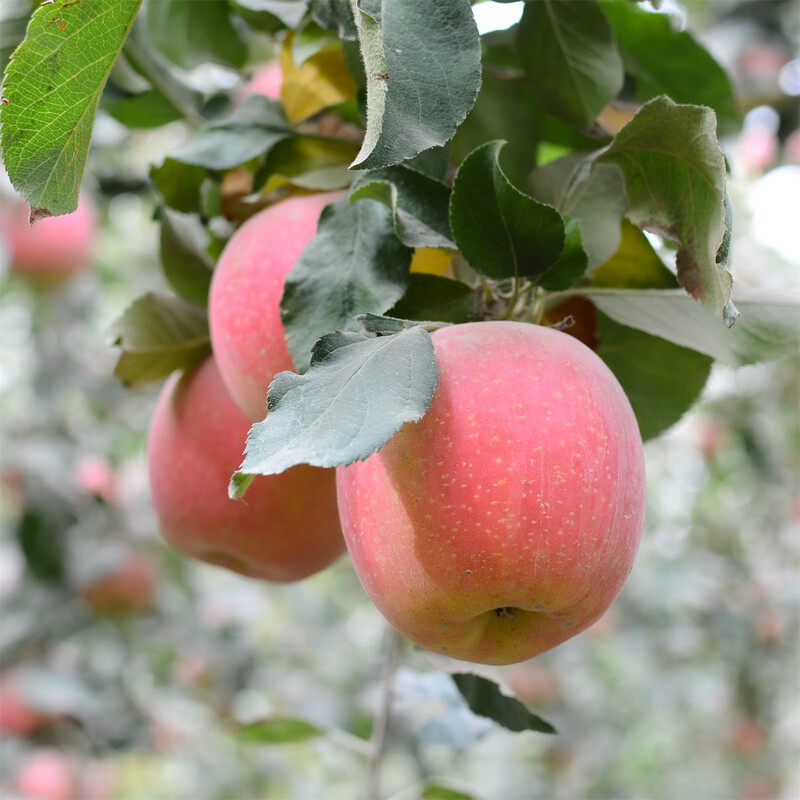 Jingdida Xinjiang Rock Sugar Heart Aksu Apple, net weight 5 pounds, large fruit, fruit diameter 80mm+, direct shipping from the fruit source, free shipping