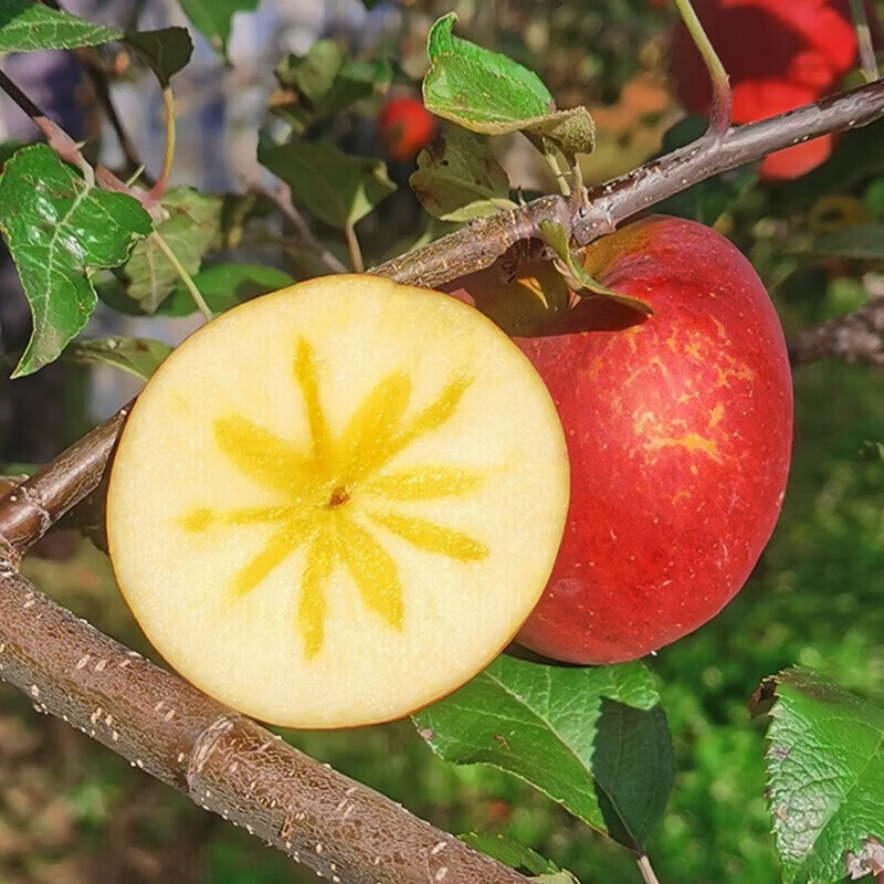 Sichuan Apple Crisp Sweet Rock Candy Heart Fuji Apple Fruit Fresh Salt Source Chou Apple Fresh 1kg 60-70mm+ Try it out