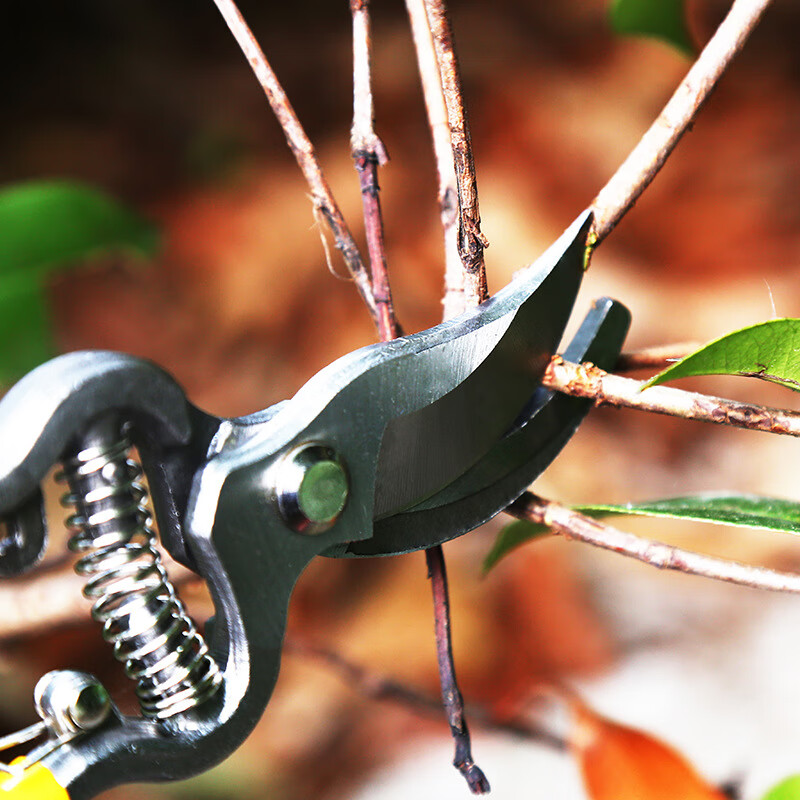 Reliance on the forest pruning scissors thickened household garden grafting shears manual resin shears garden pruning pliers 8-inch fruit branch shears fruit branch shears