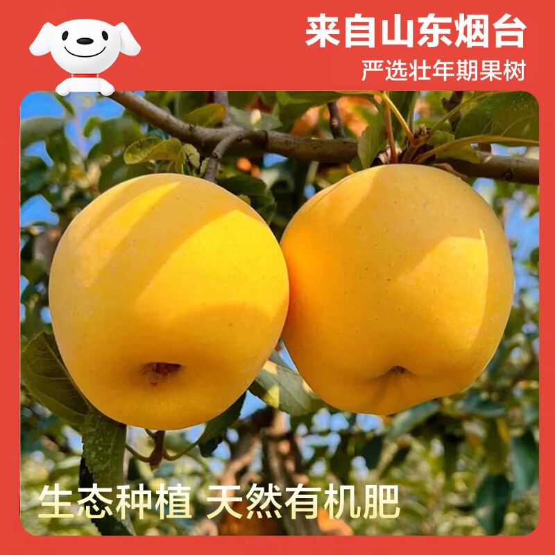 Jingxiansheng Shandong Venus apple net weight 7 pounds single fruit 200g fresh fruit direct from the source with free shipping