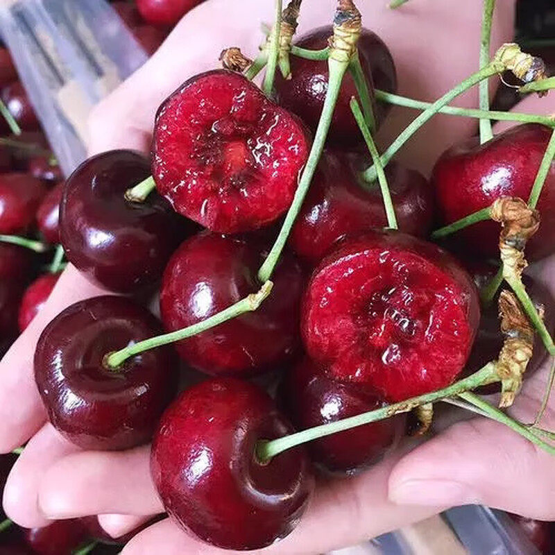 Chilean cherries packed with random crispy and sweet imported fruit gift box for pregnant women 250g (net weight) 5J pieces selected 34mm or above, sweet gift box