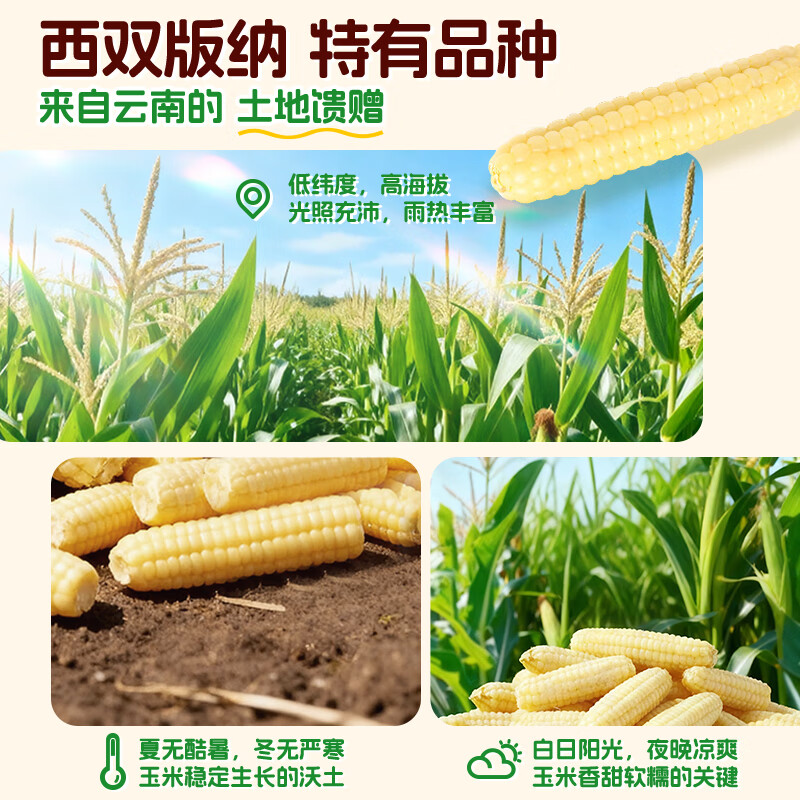 Grandpa's Farm Children's Thumb Corn 400g (6-8 pieces) Baby and Children's Breakfast Snacks Multigrain Thumb White Waxy Corn