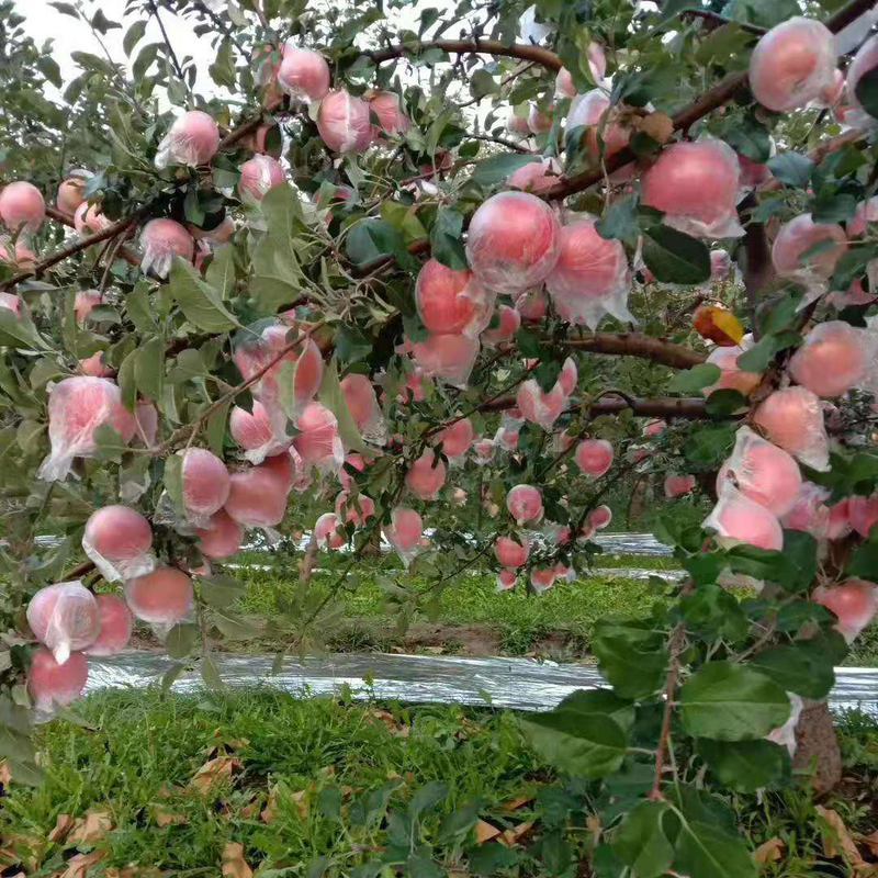 Jingdida Xinjiang Rock Sugar Heart Aksu Apple, net weight 5 pounds, large fruit, fruit diameter 80mm+, direct shipping from the fruit source, free shipping