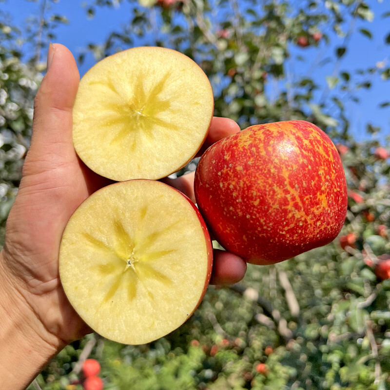 Duorimi's authentic 25-year-old new fruit, Yunnan Zhaotong Rock Sugar Heart-Ugly Apple, seasonal fruit, freshly picked crispy and sweet wild Fuji apple, net weight 9 pounds, 80-85mm