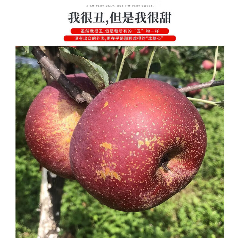 Sichuan Apple Crisp Sweet Rock Candy Heart Fuji Apple Fruit Fresh Salt Source Chou Apple Fresh 1kg 60-70mm+ Try it out