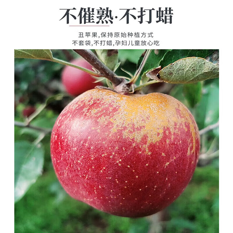 Sichuan Apple Crisp Sweet Rock Candy Heart Fuji Apple Fruit Fresh Salt Source Chou Apple Fresh 1kg 60-70mm+ Try it out