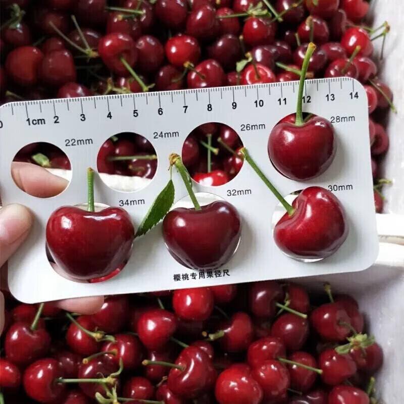 JDBMO Chilean cherries next day delivery SF/JD - door-to-door delivery Imported large cherry fresh fruit as a gift 3 pounds (net weight) Black Diamond Grade 4JJJJ Rare Fruit King