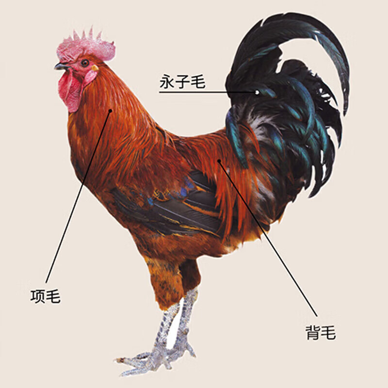 Fuxi wood feather duster dust removal dust sweeper household high-end real chicken feather dust sweeper spider web cleaning artifact dust removal dust sweeper does not shed lint car cleaning total length 85cm