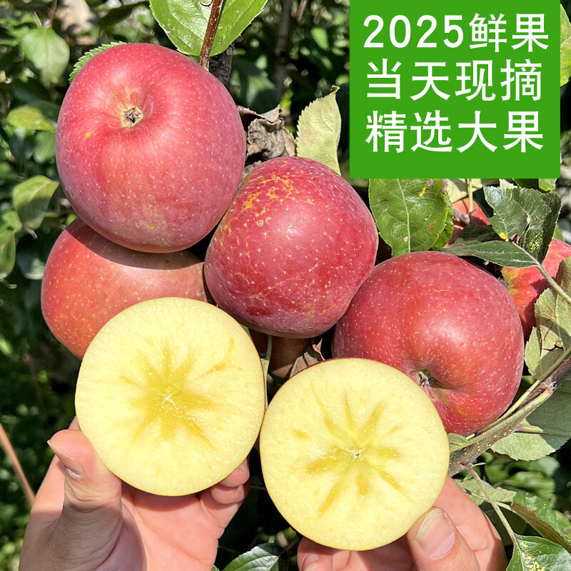 Duorimi's authentic 25-year-old new fruit, Yunnan Zhaotong Rock Sugar Heart-Ugly Apple, seasonal fruit, freshly picked crispy and sweet wild Fuji apple, net weight 9 pounds, 80-85mm