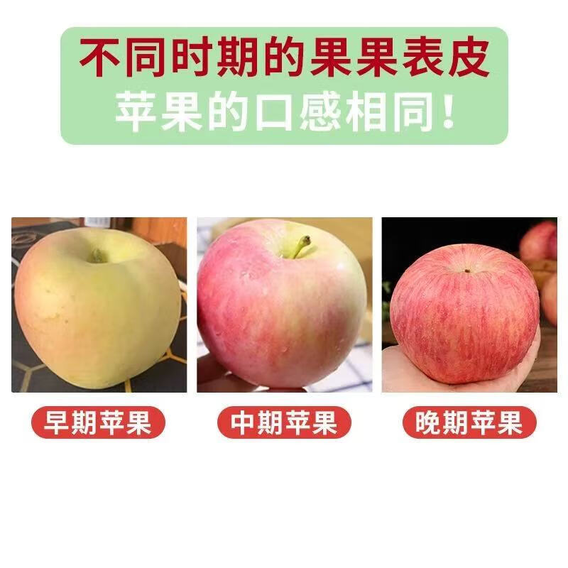 Authentic Shandong Red Fuji Apple Ugly Apple Fresh Fruit Seasonal Crisp Sweet Rock Candy Heart Striped Apple 2kg in Box