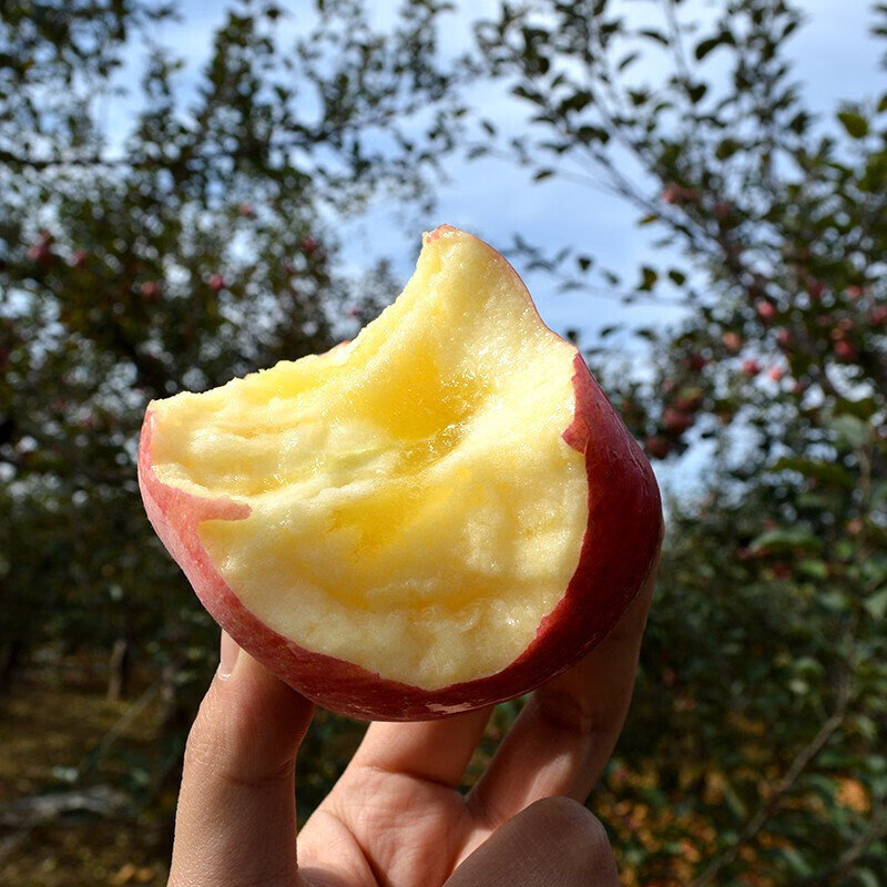 Jingdida Xinjiang Rock Sugar Heart Aksu Apple, net weight 5 pounds, large fruit, fruit diameter 80mm+, direct shipping from the fruit source, free shipping