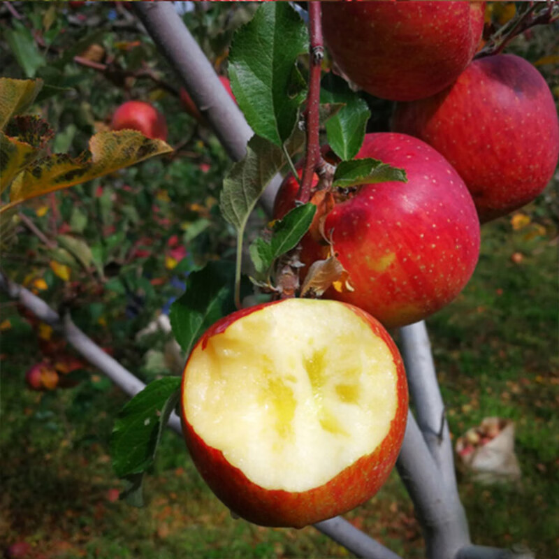 Jingmi Yunnan Zhaotong Chou Apple Net Weight 4.5kg Single Fruit 150g+ Fresh Fruit Raw Rock Candy Heart Straight from the Source