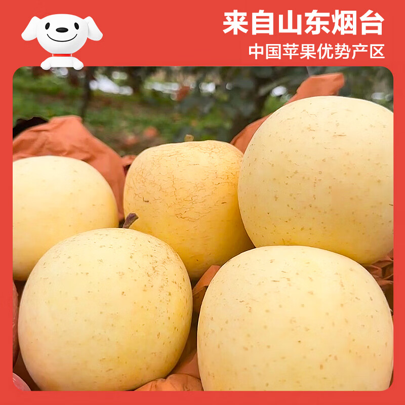 Beijing Fresh Shandong Cream Fuji Apple Net Weight 8 Jin Single Fruit 170g Fresh Fruit Direct Shipping from the Source