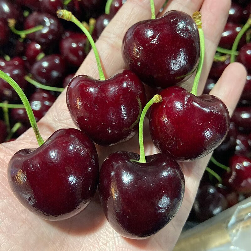 Looking for fresh Chilean cherries in Fujian JD/SF Express - next-day delivery to many places Imported large cherry fruit gift box with optional cherries 0.9 catties (net weight) J tasting pack