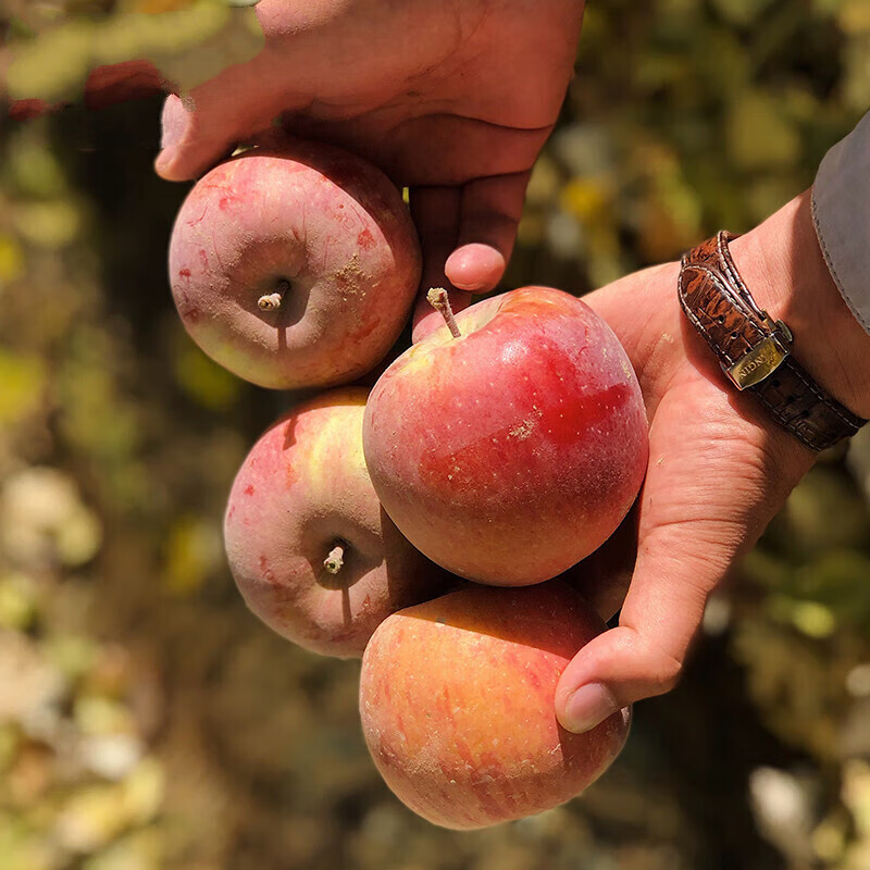 Jingtai Fresh Shanxi Rock Candy Heart Apple, Crisp and Sweet Alpine Red Fuji, Ugly Apple, Seasonal Seasonal Fruit Whole Box, Selected 4.5-5kg high-quality fruit single fruit 180g+