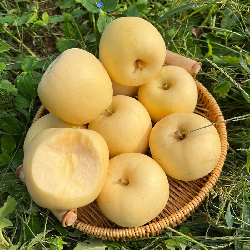 Authentic Shandong Yantai Creamy Fuji Apple Crispy, Sweet and Juicy 2kg 60-90mm
