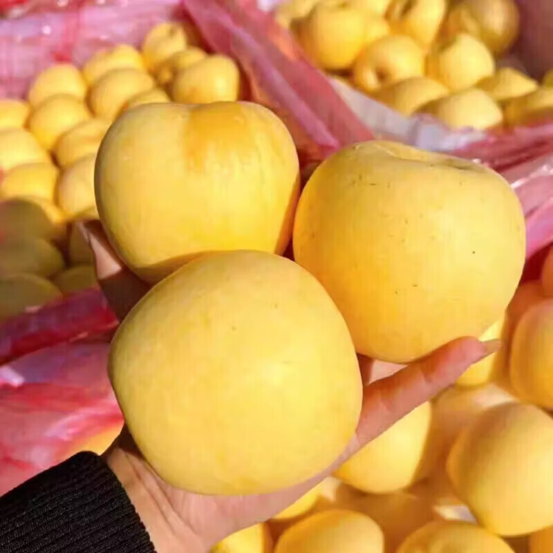 Authentic Shandong Yantai Creamy Fuji Apple Crispy, Sweet and Juicy 2kg 60-90mm