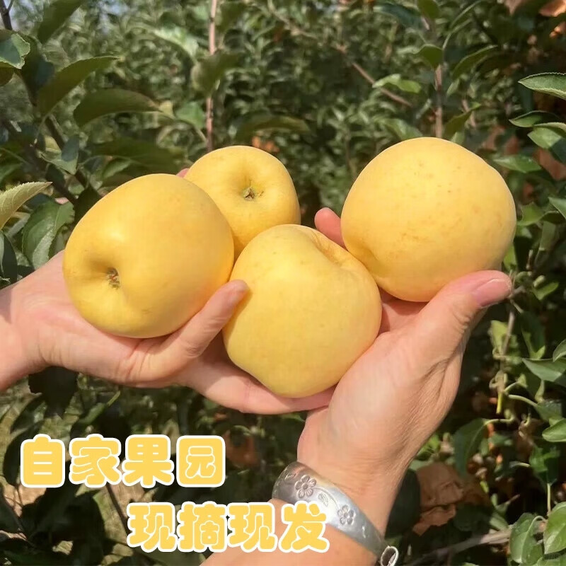Authentic Shandong Yantai Creamy Fuji Apple Crispy, Sweet and Juicy 2kg 60-90mm