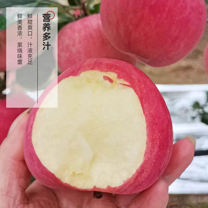 SF Organic Apple Yantai Crisp Sweet Snow Fuji Apple Healthy Pesticide-Free Organic Fruit 4kg 75mm