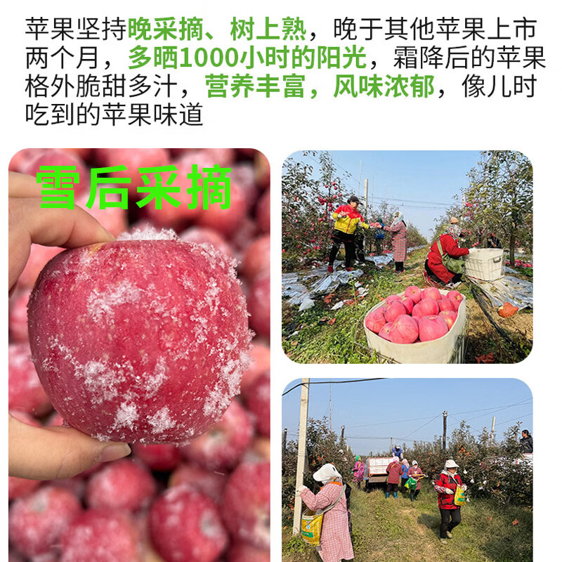 SF Organic Apple Yantai Crisp Sweet Snow Fuji Apple Healthy Pesticide-Free Organic Fruit 4kg 75mm