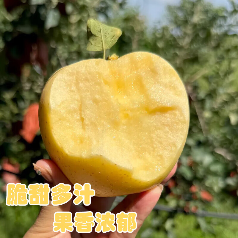 Authentic Shandong Yantai Creamy Fuji Apple Crispy, Sweet and Juicy 2kg 60-90mm