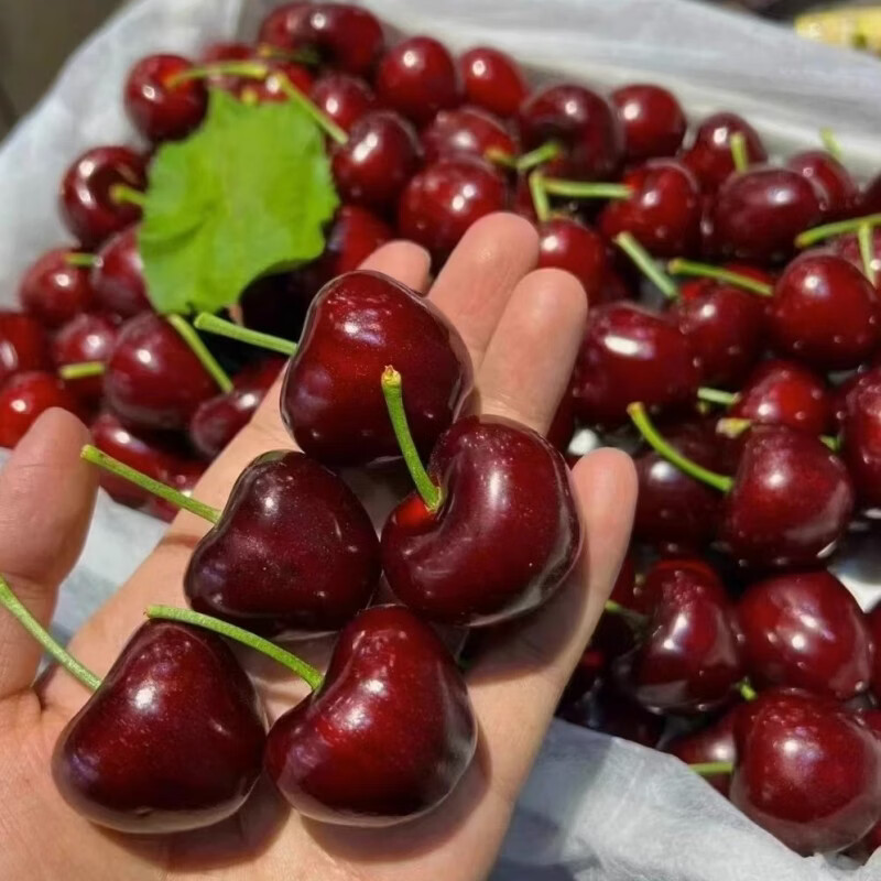 Tian Liangji Golden Diamond Grade Cherries JD - next-day delivery in many places. Domestic Dalian Meizao large cherries fresh fruit gift 5 pounds (net weight). The first choice for stocking up. Gift box | The most cost-effective Big Mac. 3JJJ grade. Single fruit 30-32mm (80% of the candidates)
