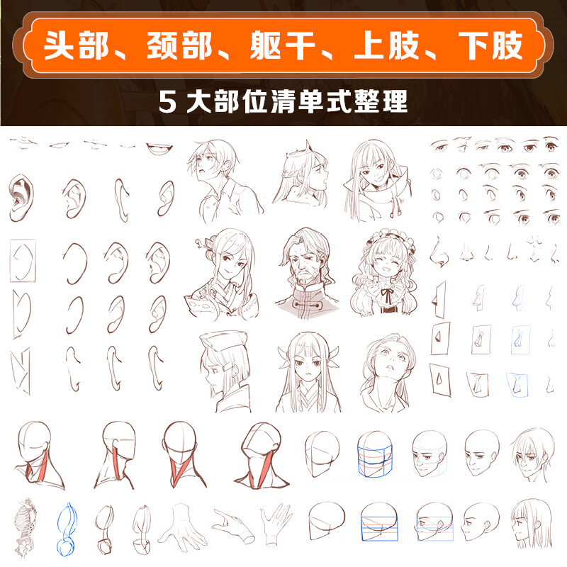 Deconstructing the human body, animation human body structure basics and drawing techniques, two-dimensional animation character hand-drawing techniques, human body structure, dynamic character design, comic modeling games, animation painting tutorial books, sketch copying albums