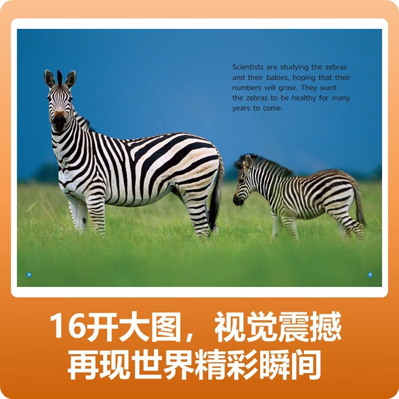 Malt Master Little Koala Dot Reading Pen Matching Book National Geographic Popular Science English Graded Reading English Enlightenment Learning Book Foreign Language Graded Reading Classic IP National Geographic Ladder Graded Reading Some Contains Dot Reading Pen Level 1+2+3+4