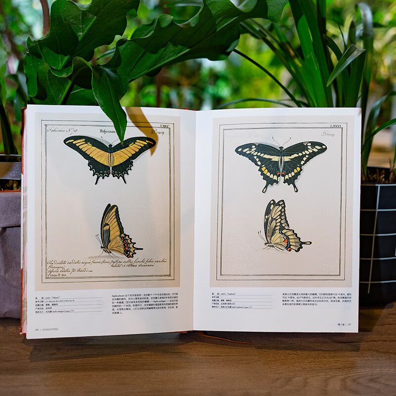 China National Geographic Illustrated Book of Flora and Fauna Butterfly Bible Plant Bible Officially Authorized by the Museum Plant Butterfly Flower Atlas Butterfly Bible + Plant Bible (two-volume set)