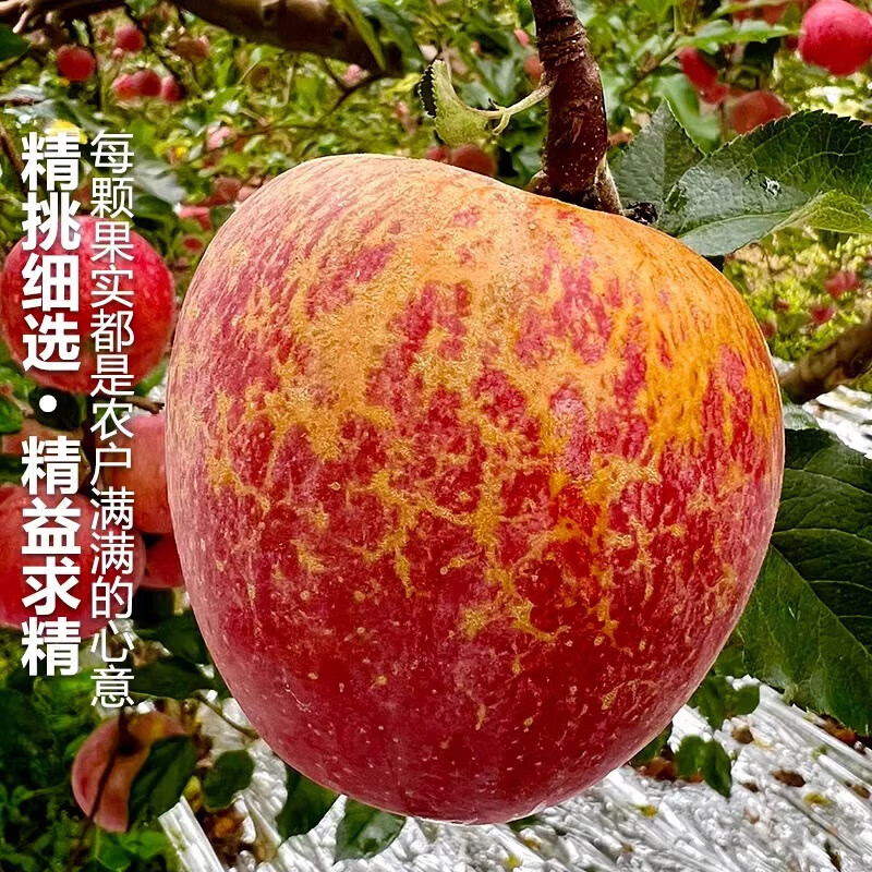 Jingmi Sichuan Daliangshan Ugly Apple, 3kg net, single fruit 70mm+, fresh fruit rock candy, straight from the source