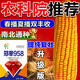 Zhengdan 958 national-approved high-yielding corn seed Zhengdan 958 Daquan big stick white shaft resistance to lodging and drought resistance short stem bract Academy of Agricultural Sciences Mi Kefeng Zhengdan 958 1 bag 4Jin Jin is equal to 0.5 kg