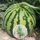 Shouhe crunchy type 8424 watermelon seeds, early mature, thin-skinned, summer and autumn seeds, watermelon seeds, 8424 watermelon seeds, 40 seeds + 5 seedlings