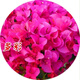 Bougainvillea seeds Bougainvillea seeds Bougainvillea flower seeds Bougainvillea flower seeds Potted Four Seasons Eight Pink Diamonds 100 capsules