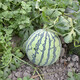 Zhongke Maohua Vegetable and Fruit Seeds Rock Sugar Kirin Watermelon Seeds Early Mature Xinjiang 8424 Super Sweet Pink Flesh Melts in the Mouth Rock Sugar Kirin 5g/bag (about 90 pieces) Small area