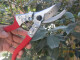 Imported Liu Sheng farmer friends gardening scissors pruning shears thick branch shears flower shears branch shears fruit tree shears fruit picking Liu Sheng p-a8