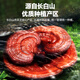 Lei Yunshang Breaking Wall Ganoderma Lucidum Caja de regalo de polvo Changbaishan Ganoderma Lucidum Powder mejora la inmunidad pagable 200 unidades SF Express 4 cajas 22G Bolsa de regalo