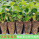 Strawberry seedlings shipped from original soil, flowering and big fruit, cream strawberry seedlings for four seasons, wholesale of current year fruit plug seedlings, 6 Suizhu strawberries, shipped from original soil + fertilizer