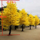 Hua e flow large simulated ginkgo tree simulated tree wedding restaurant hotel interior decoration golden wishing tree props tree fake tree (extended shape) 2.5 meters high and extended by 2 meters
