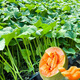 Dayu melon seedlings, cantaloupe seedlings, seedlings, north and south fruits, cantaloupe melon seedlings, seedlings with soil, 10 trees