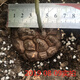South African turtle-shelled dragon succulent plant seed seedling soil imported rare root tuber one thing one shot Dioscorea species guaranteed South African turtle-shelled dragon 1-1.5cm randomly selected with pots good with potted plants