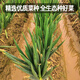 Fengming Yashi Shandong Zhangqiu green onion seeds all-season cold-resistant vegetables field planting long white green onion seeds 10 grams