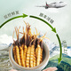 
[Tibet Straight Hair] Authentic First Fresh Cordyceps 2025 Selected High Altitude Fresh Cordyceps SF Cold Chain 0.9-1gSpecifications 10 Roots